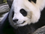 Panda Géant - Zoo De Beauval