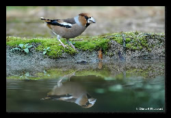 Forum Photo Nature