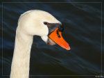 Portrait de Cygne - Swan portrait