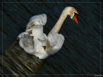 Cygne - Swan