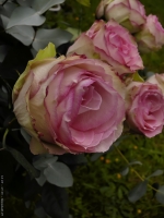 Roses