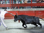 Course Camarguaise