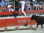 Course Camarguaise