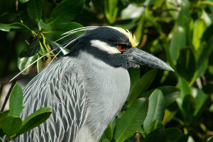 Heron potrait by Thomas JUDD